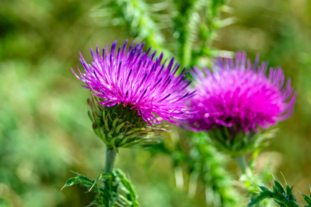 Healing Acne from the Root