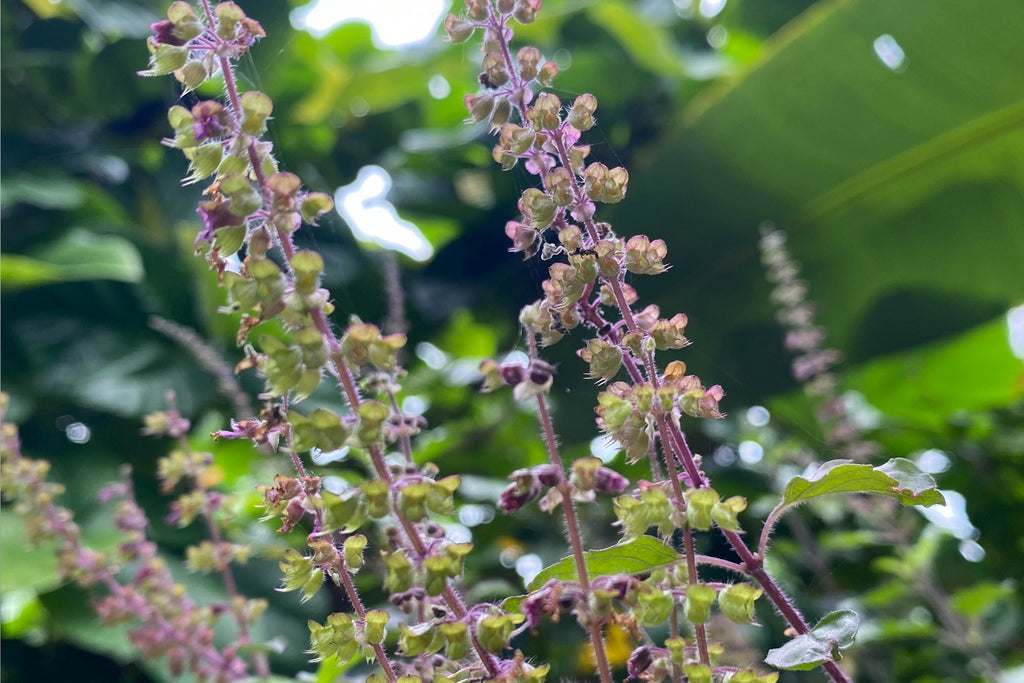 The Empowering Benefits of Holy Basil for Women